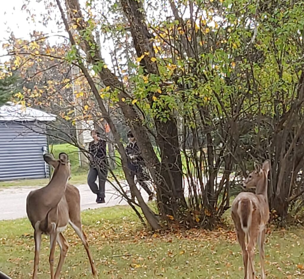 Photo of Wildlife in Grassy Narrows